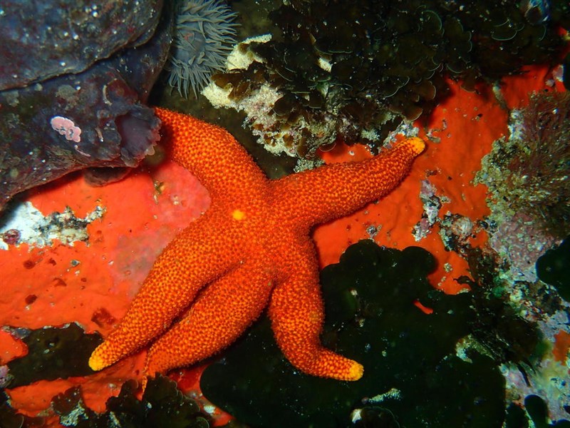 , Granular Starfish, Fromia schultzei