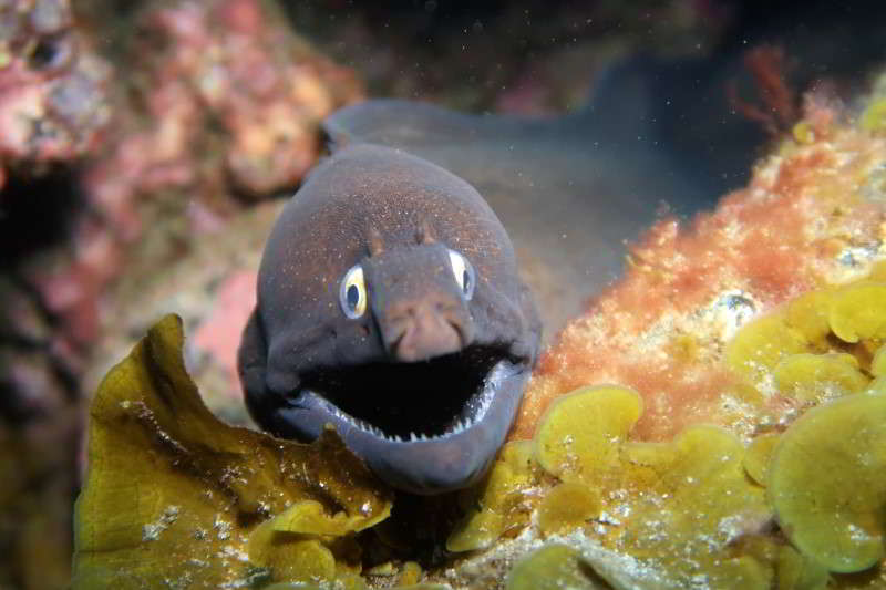 Black Moray Eel Muraena-augusti
