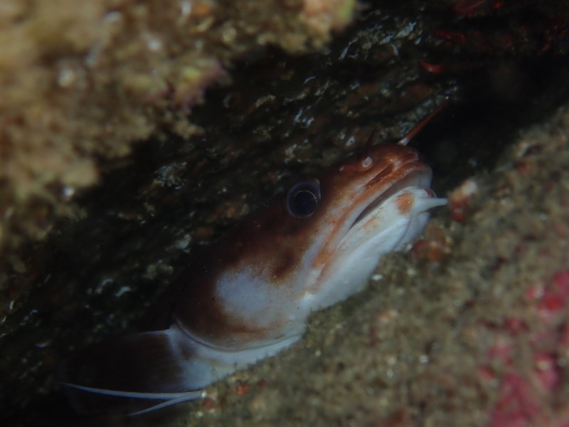 Three-bearded rockling, Three-bearded Rockling - Gaidropsarus vulgaris, Gaidropsarus vulgaris