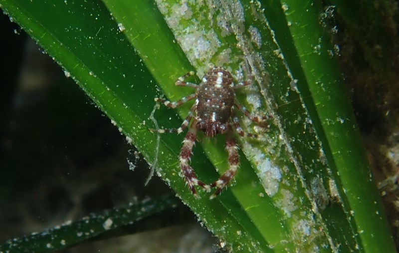 , Galathea bolivari, Galathea bolivari