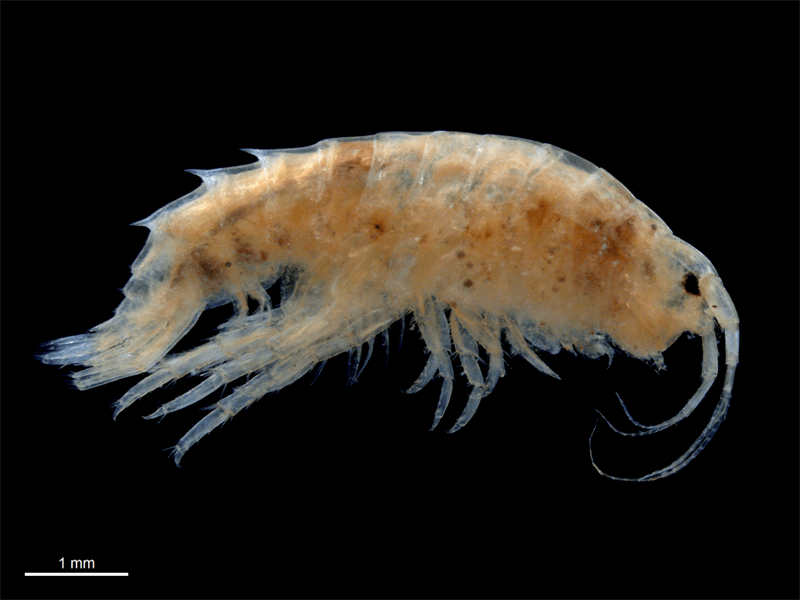 , Gammarus lecroyae