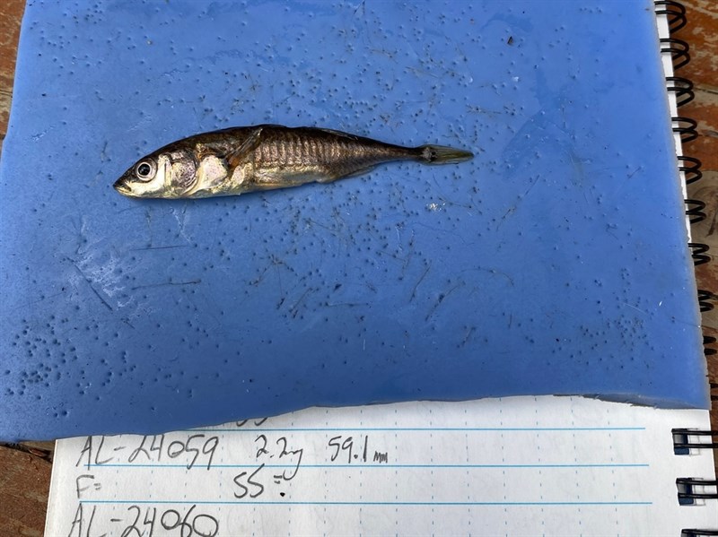 Three-spined stickleback, Three-spined Stickleback - Gasterosteus aculeatus, Gasterosteus aculeatus