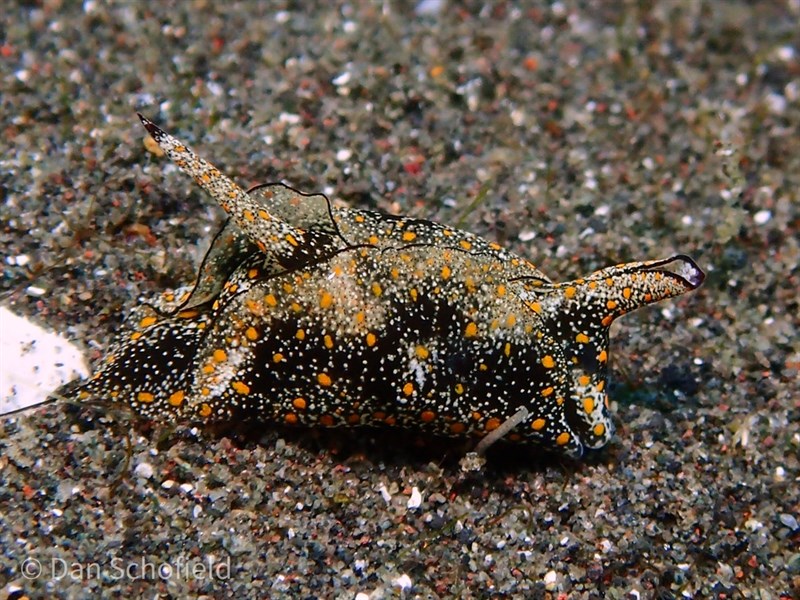 , Doublehorned Batwing Slug - Gastropteron bicornutum, Gastropteron bicornutum