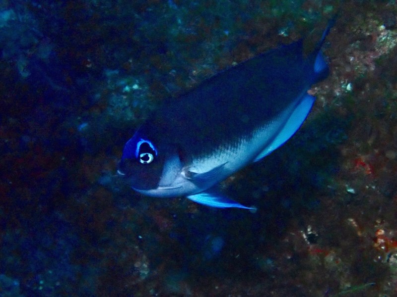 Halfbanded angelfish, Halfbanded Angelfish, Genicanthus semicinctus