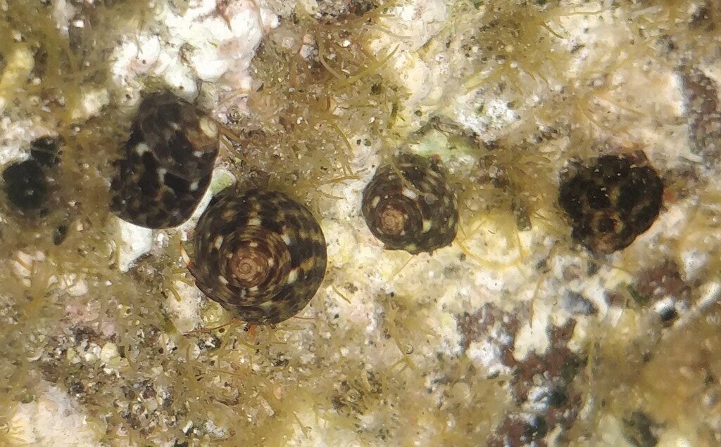 , Gibbula drepanensis, Gibbula drepanensis