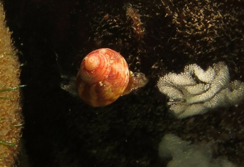 , Gibbula multicolor, Gibbula multicolor