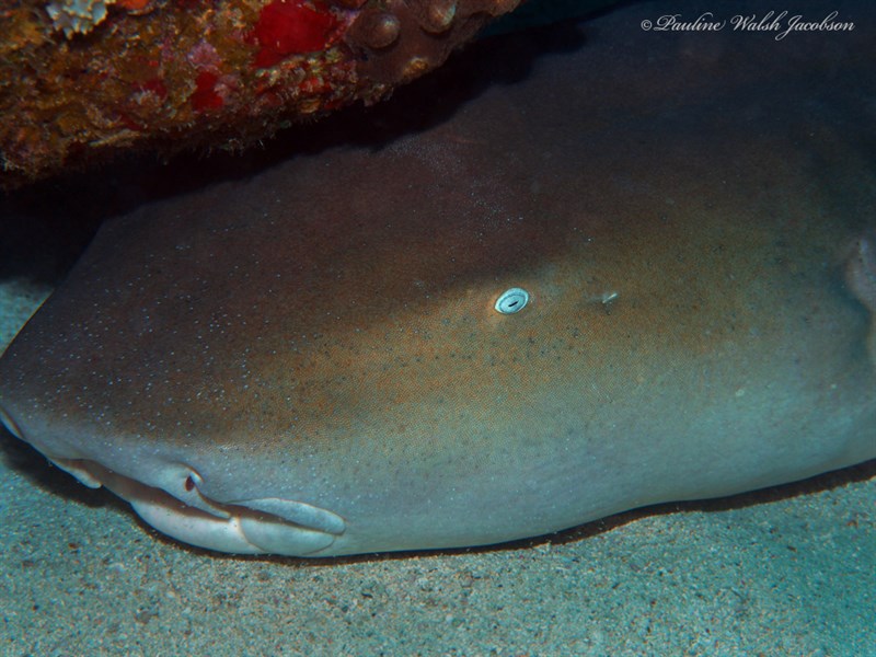 Nurse shark, Nurse Shark, Ginglymostoma cirratum