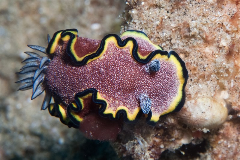 , Glossodoris bonwanga