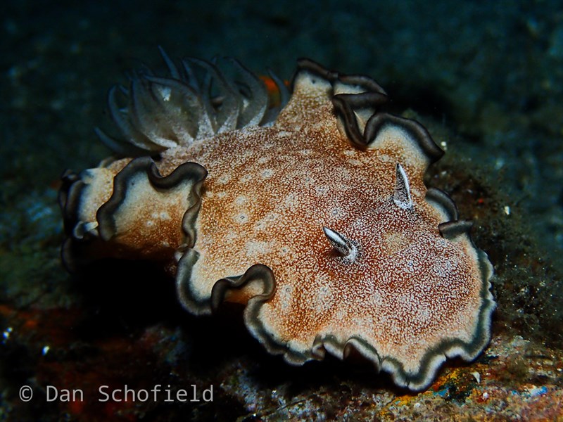 , Hikueru Glossodoris, Tuamotu Nudibranch, Glossodoris hikuerensis