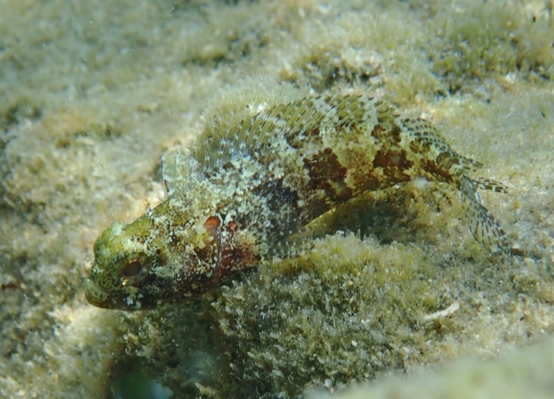 Mimic blenny, Gobioclinus guppyi, Gobioclinus guppyi