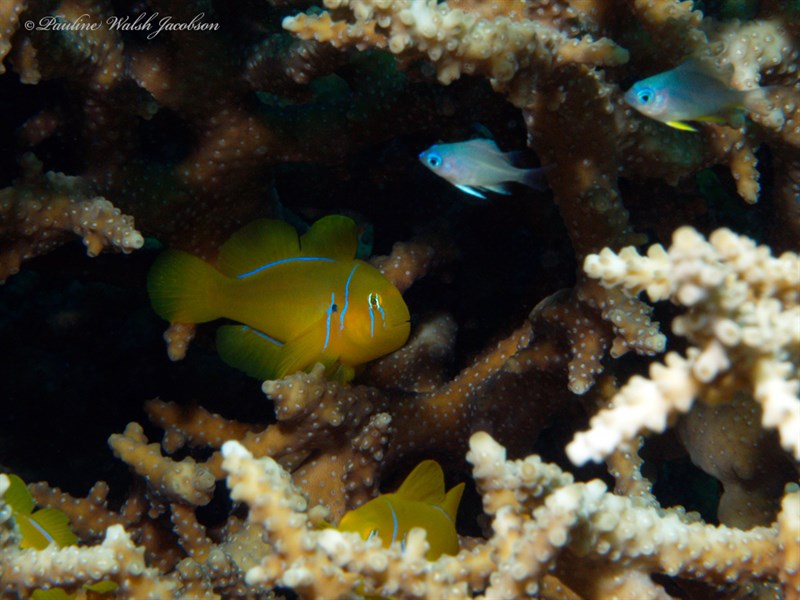 Poison goby, Poison Goby, Lemon Coralgoby, Fourbar Goby, Four-bar Maori Goby, Lemon Coral Goby, Gobiodon citrinus