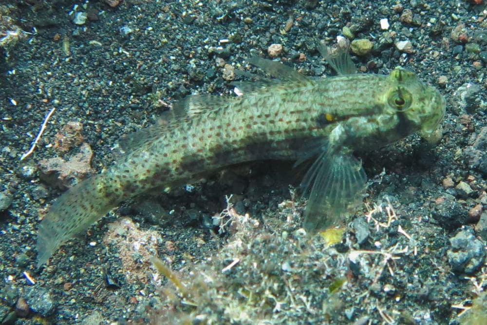 Goldspot Goby – Gnatholepis thompsoni