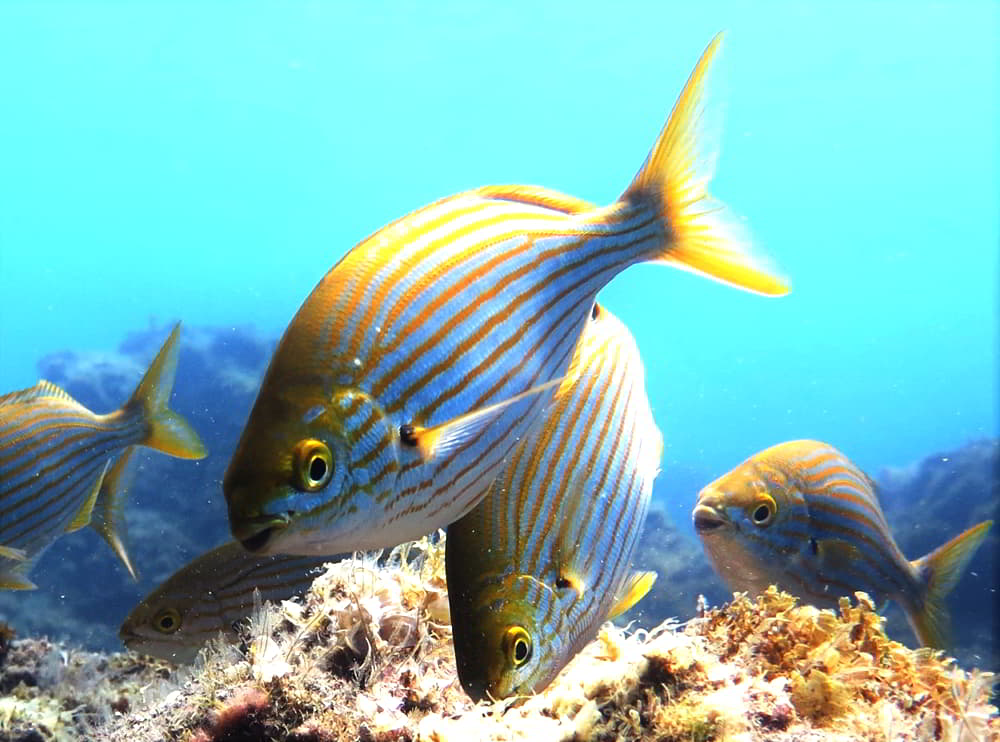 Salema - Sarpa salpa