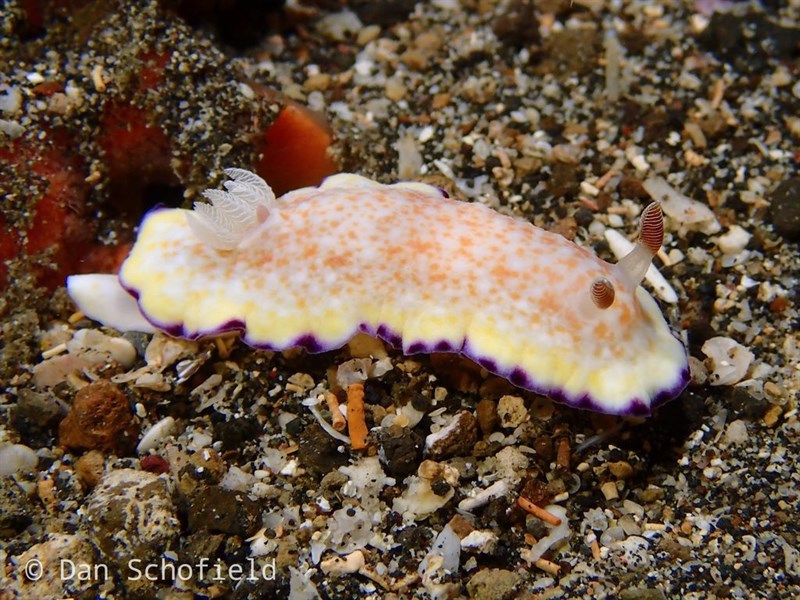 , Nudibranch, Goniobranchus alius