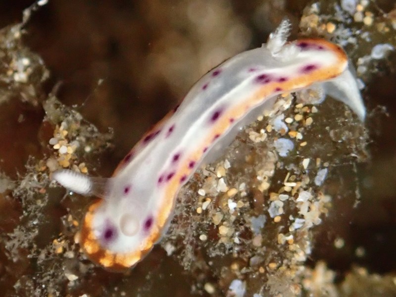 , Decorated Nudibranch, Goniobranchus decorus