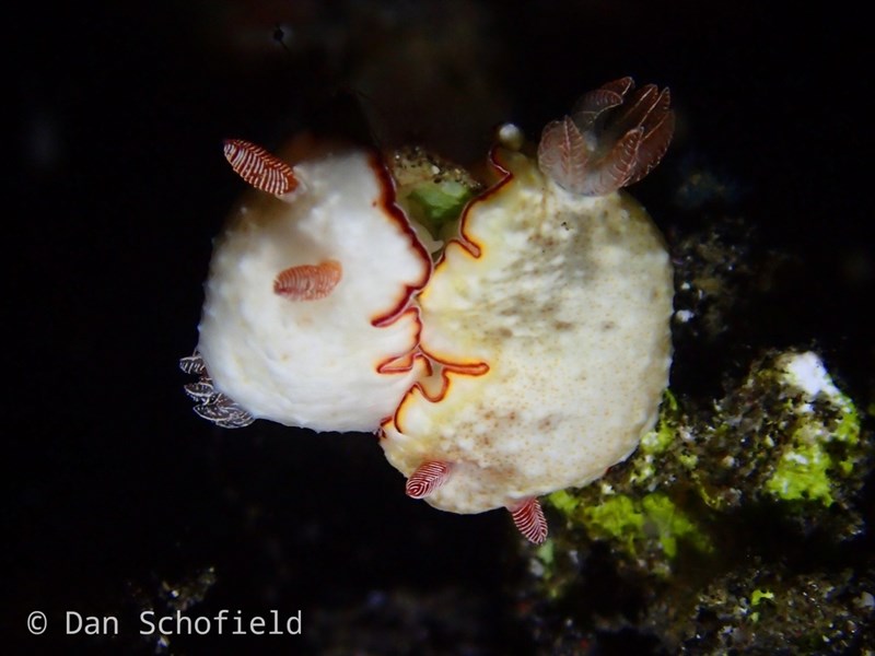 , Precious Chromodoris - Goniobranchus preciosus, Goniobranchus preciosus