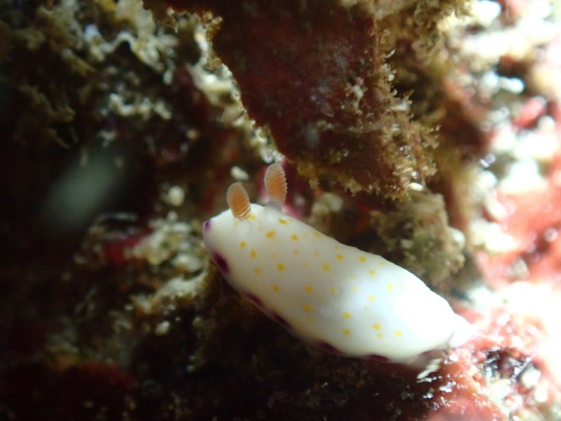 , Nudibranch - Goniobranchus rufomaculatus, Goniobranchus rufomaculatus