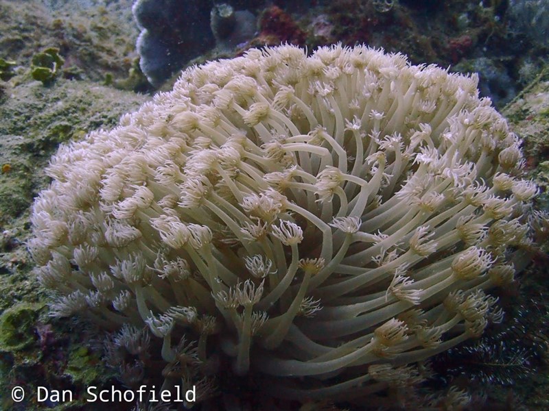 , Daisy Coral - Goniopora stokesi, Goniopora stokesi