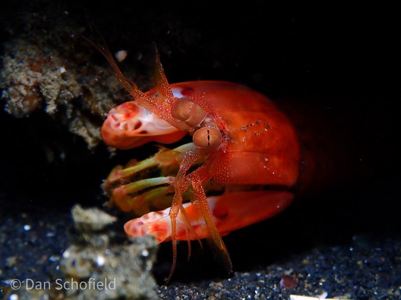 , Mantis Shrimp, Gonodactylaceus glabrous