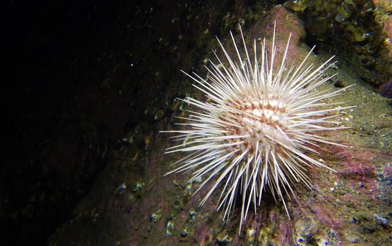 , Sea Urchin, Gracilechinus acutus