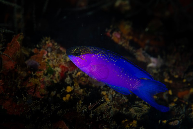 Blackcap basslet, Blackcap Basslet, Gramma melacara