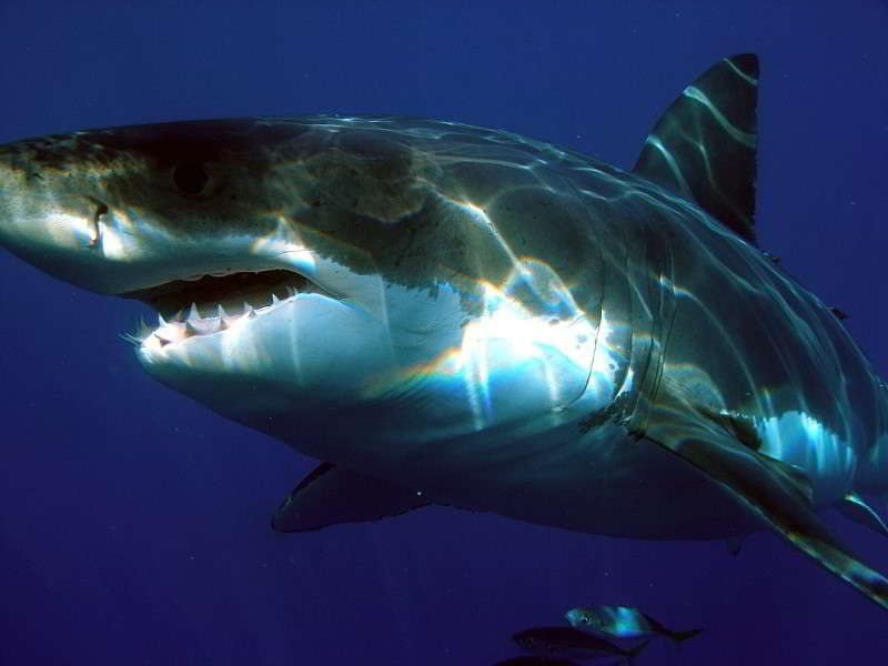 Great-white-shark-Carcharodon-carcharias-Canary-Islands-Sharks-Canaries-Atlantic-scuba-diving-species