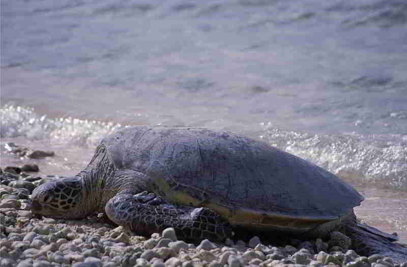 Green-sea-turtle-Chelonia-mydas-Scuba-diving-Canary-islands-atlantic-ocean-tenerife-gran-canaria-Fuerteventura-Lanzarote-La-Palma-Gomera-El-Hierro