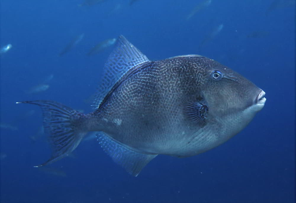 Grey Triggerfish - Balistes capriscus