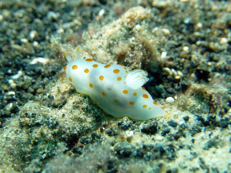 , Ceylon Gymnodoris, Gymnodoris ceylonica