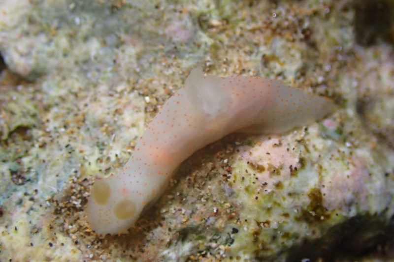 , Lemon Gymnodoris - Gymnodoris citrina, Gymnodoris citrina