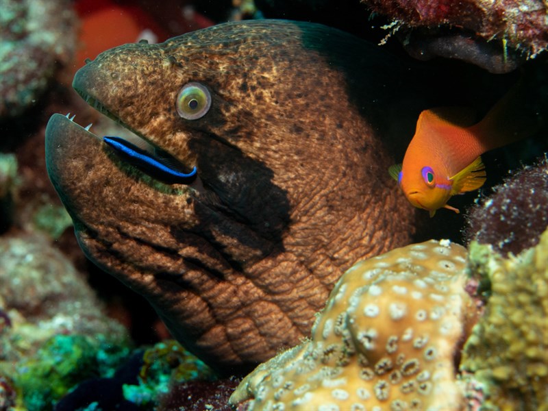 Blackcheek moray, Blackcheek Moray, Gymnothorax breedeni