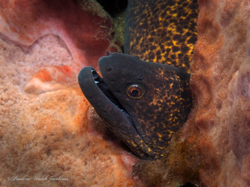 Yellow-edged moray, Yellow-edged Moray, Gymnothorax flavimarginatus