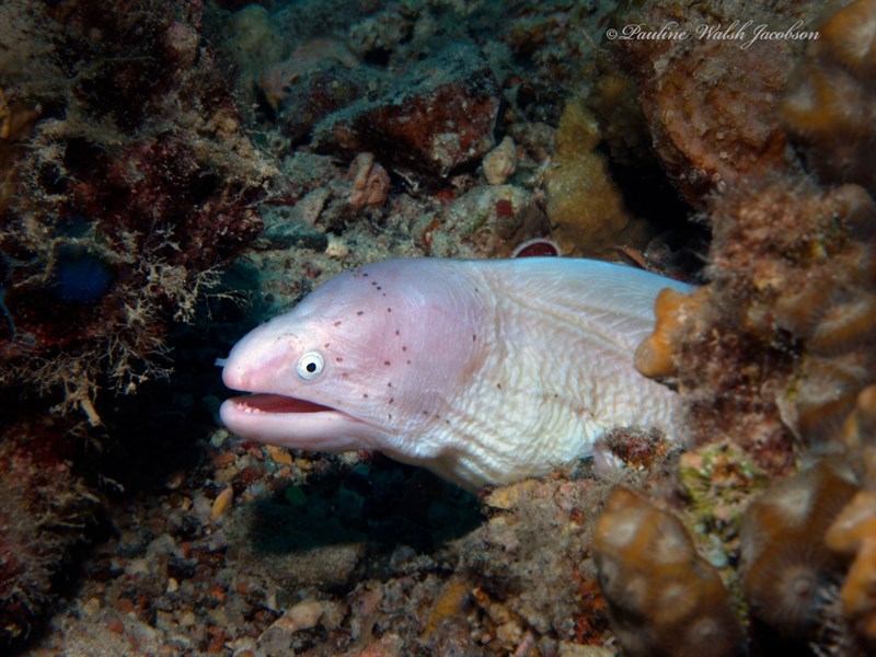 Geometric moray, Geometric Moray, Geometric Moray, Gymnothorax griseus