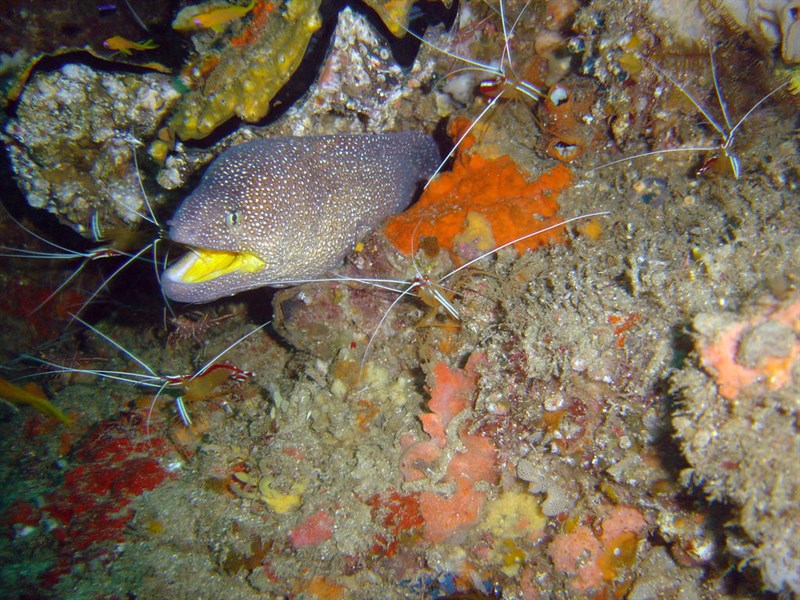 Yellowmouth moray, Starry Moray, Yellowmouth Moray, Yellow-mouth Moray, Gymnothorax nudivomer