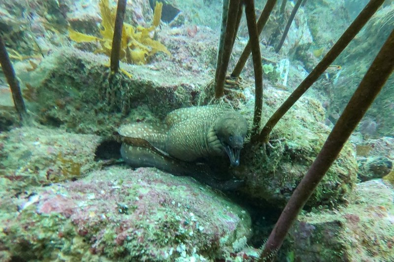 Australian mottled moray, Australian Mottled Moray, Saw-toothed Eel,  Indo-Pacific Spotted Moray, Gymnothorax prionodon