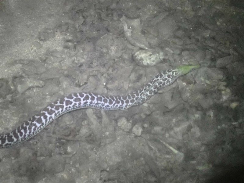 Undulated moray, Undulated Moray - Gymnothorax undulatus, Gymnothorax undulatus