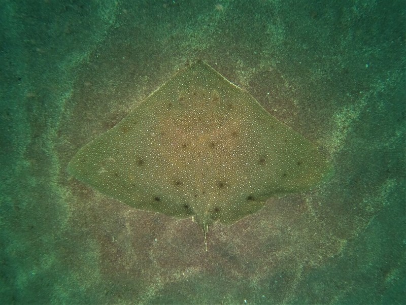 Longsnout butterfly ray, Gymnura crebripunctata, Gymnura crebripunctata