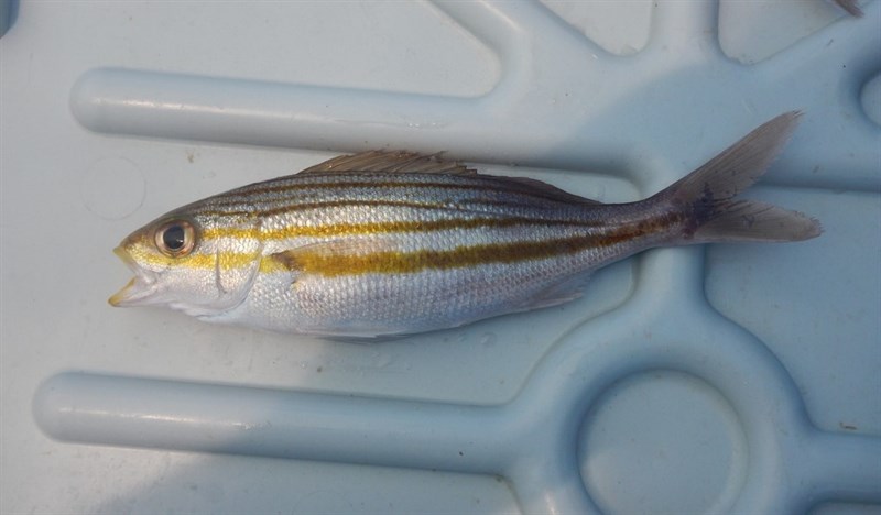 Striped grunt, Striped Grunt - Haemulon striatum, Haemulon striatum