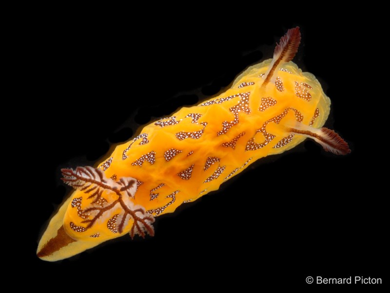 , Nudibranch, Halgerda indotessellata