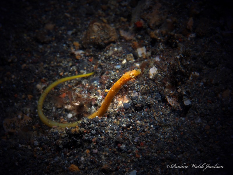 Duncker's pipefish, Duncker's Pipefish, Halicampus dunckeri