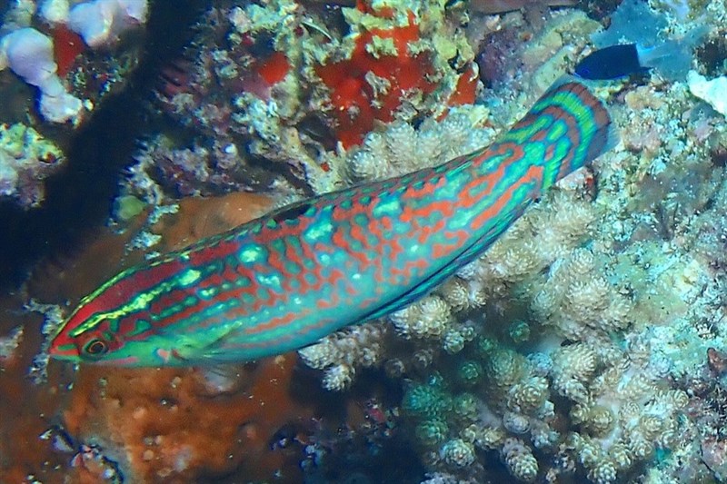 Claudia's wrasse, Claudia's Wrasse , Christmas Wrasse, Ornamented Wrasse, Ornate Wrasse, Red-scribbled Wrasse, - Halichoeres claudia, Halichoeres claudia