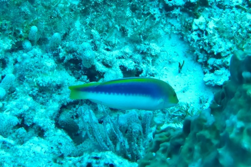 Yellowcheek wrasse, Lightning Wrasse, Yellowcheek Wrasse - Halichoeres cyanocephalus, Halichoeres cyanocephalus