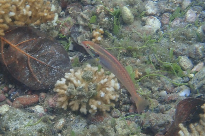 Golden wrasse, Golden Wrasse, Halichoeres melanotis