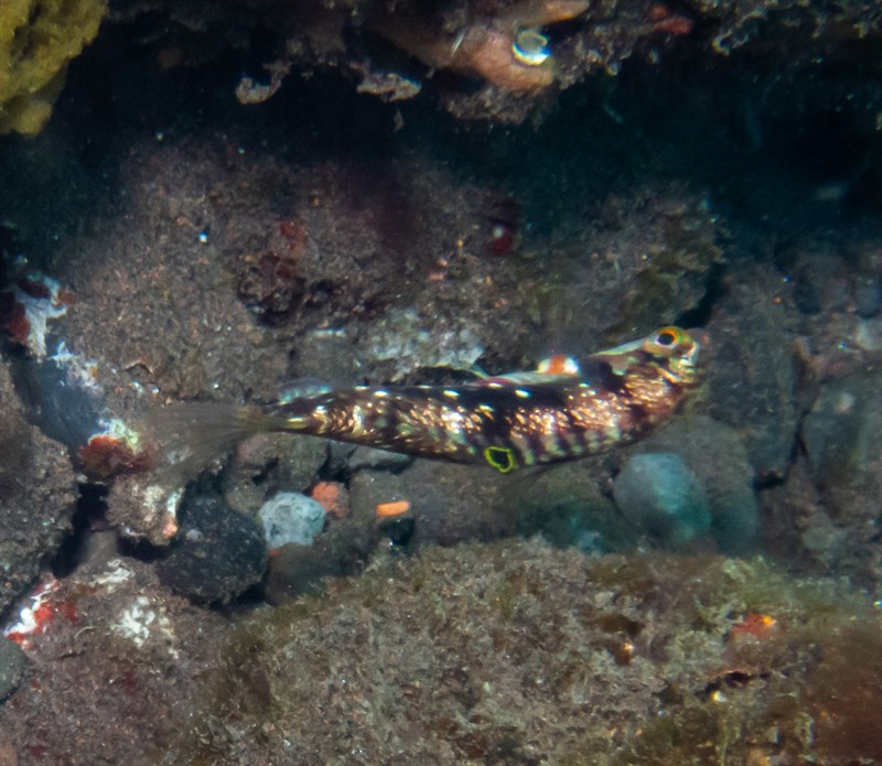 Nebulous wrasse, Clouded Rainbow Fish, Clouded Wrasse, Nebulosus Wrasse, Nebulous Wrasse, Picture Wrasse, Cloud Wrasse, Halichoeres nebulosus