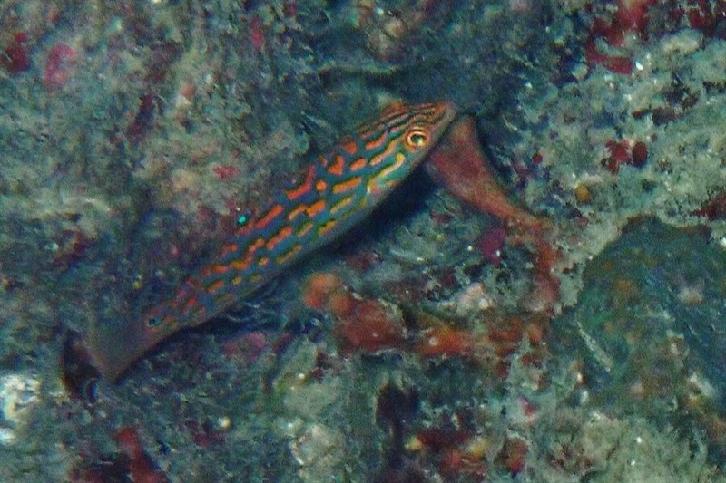 Timor wrasse, Timor Wrasse, Halichoeres timorensis