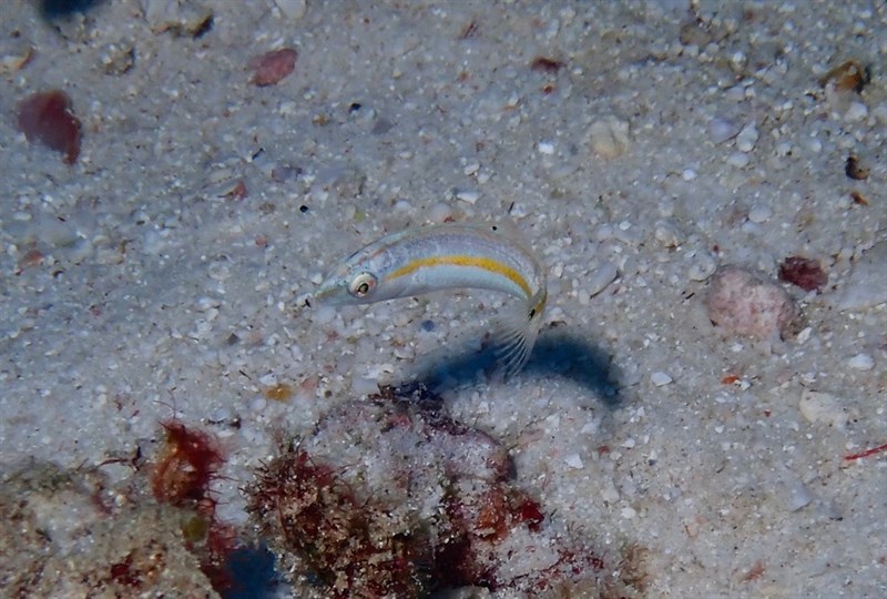 Goldstripe wrasse, Ceylon Wrasse, Goldstripe Wrasse, Sri Lankan Wrasse, Halichoeres zeylonicus