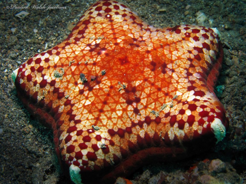 , Cushion Star, Halityle regularis