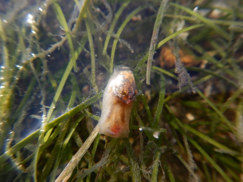 , Haminoea orbignyana, Haminoea orbignyana