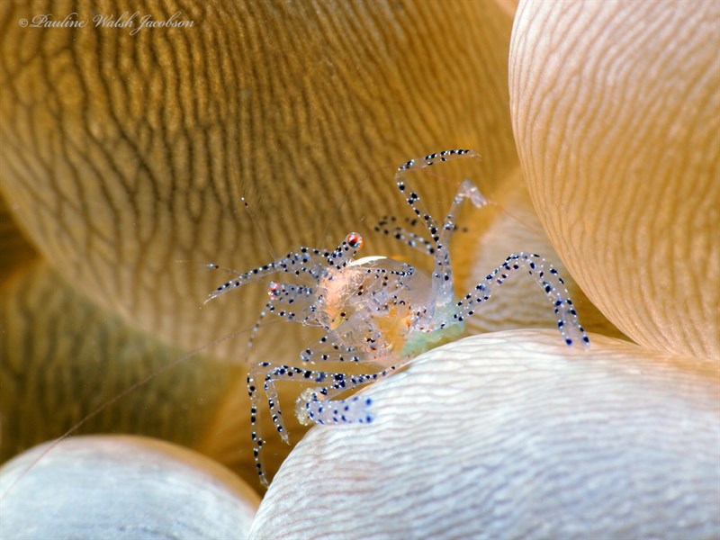 , Bubble Coral Shrimp, Hamopontonia physogyra