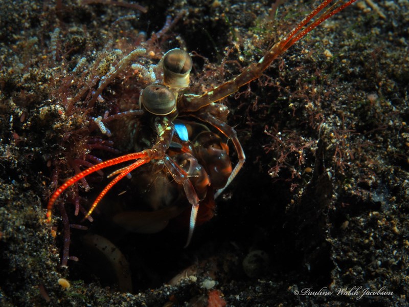 , Blue-spot Mantis Shrimp, Haptosquilla stoliura